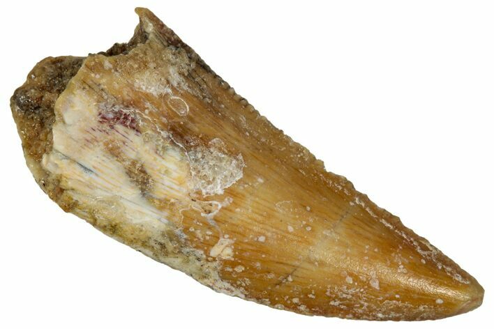 Serrated Raptor Tooth - Real Dinosaur Tooth #333386